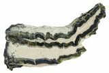 Mammoth Molar Slice With Case - South Carolina #349961-1